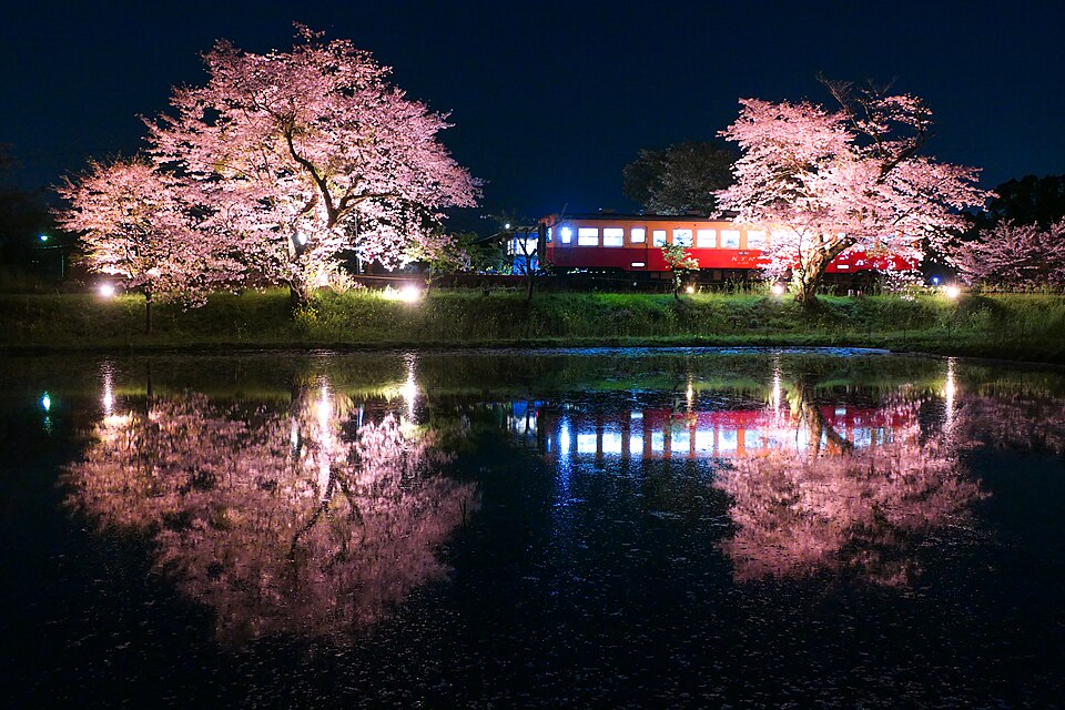 KiHa 200 at a station, accented by cherry trees. The scene reflects on the mirror-like water.