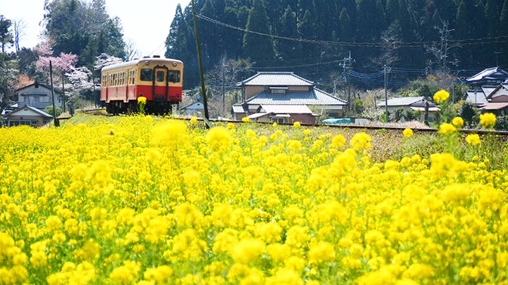 KiHa 200 running down a line. A field of yellow rapeseeds cover the land next to the track.