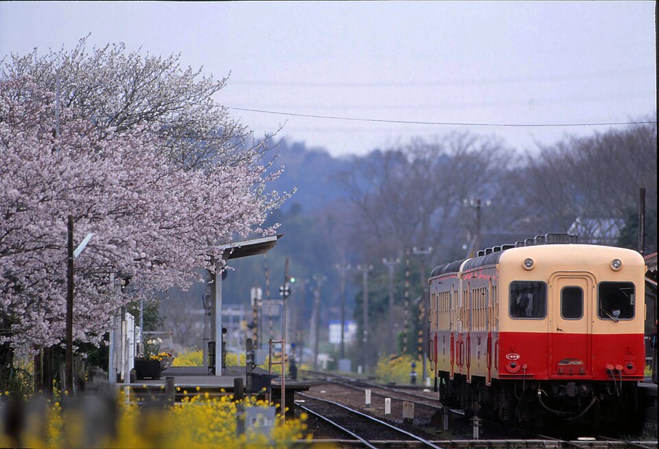 KiHa 200 departing a station. Some trees distant are devoid of leaves, but the cherry blossoms bloom.